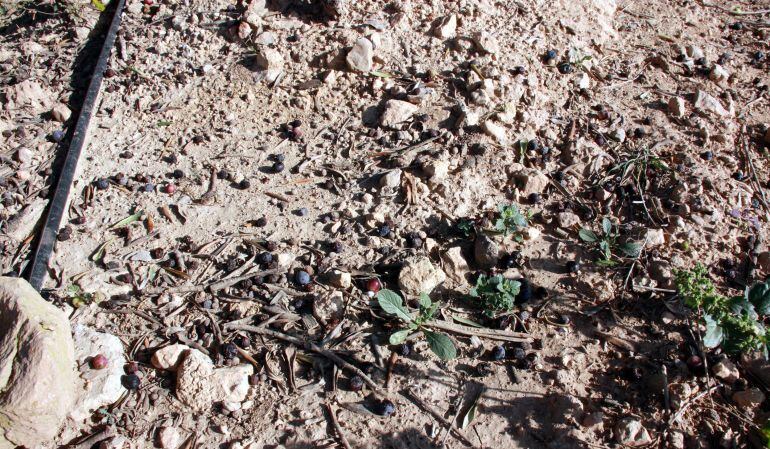 La mosca de l'olivera causa moltes pèrdues cada any a les collites.