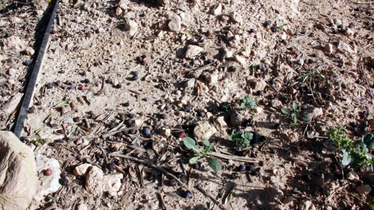 Estudien alliberar dos milions de mosques transgèniques a Tarragona