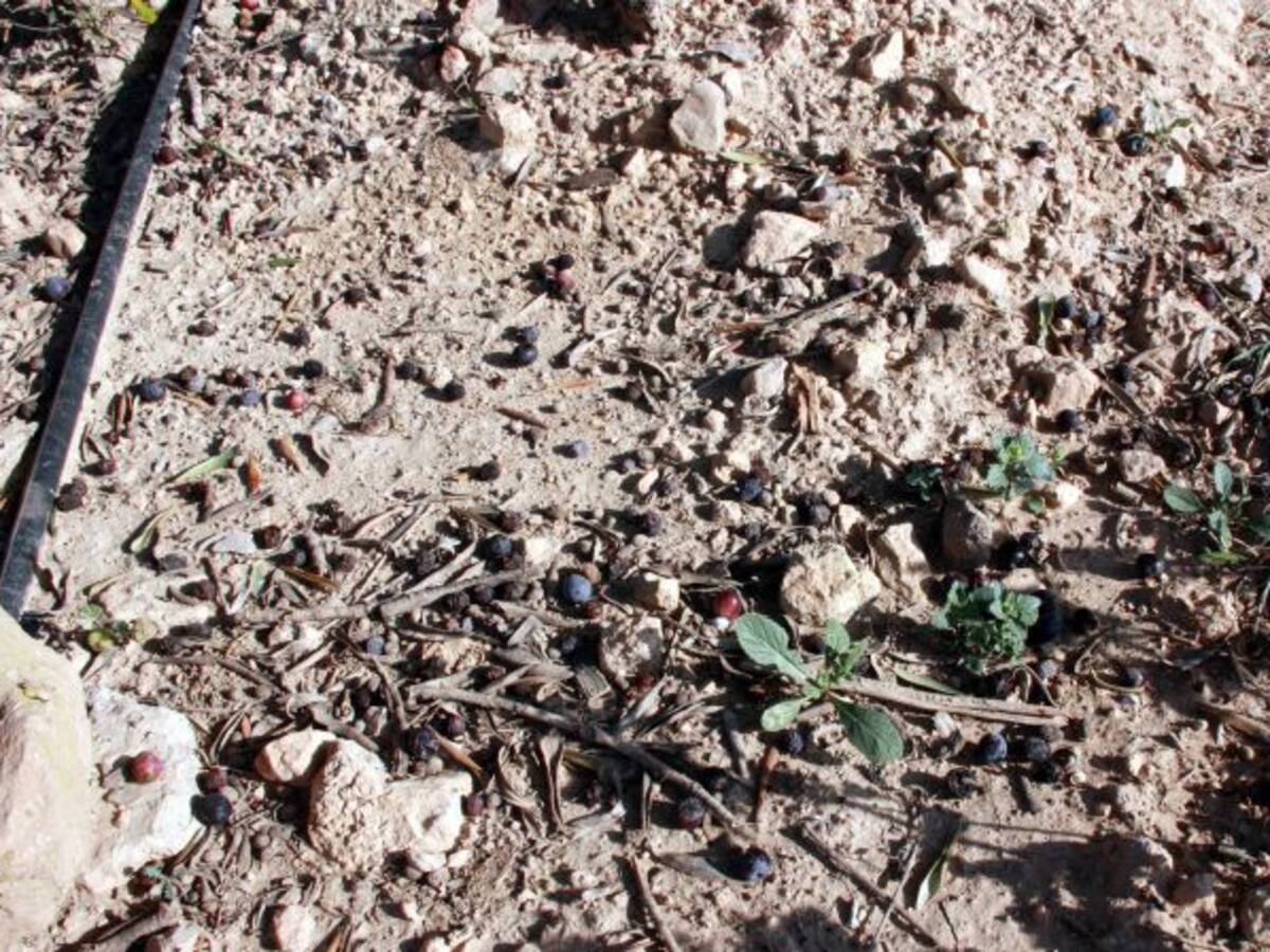 Estudien alliberar dos milions de mosques transgèniques a Tarragona