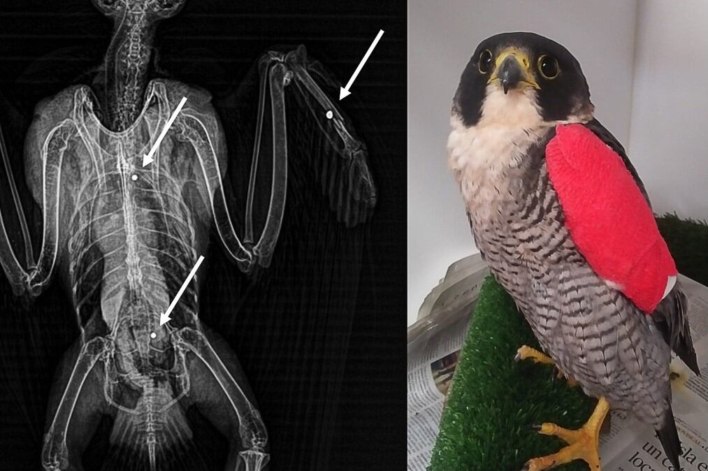 La radiografia mostra els impactes de perdigons patits per l'animal.