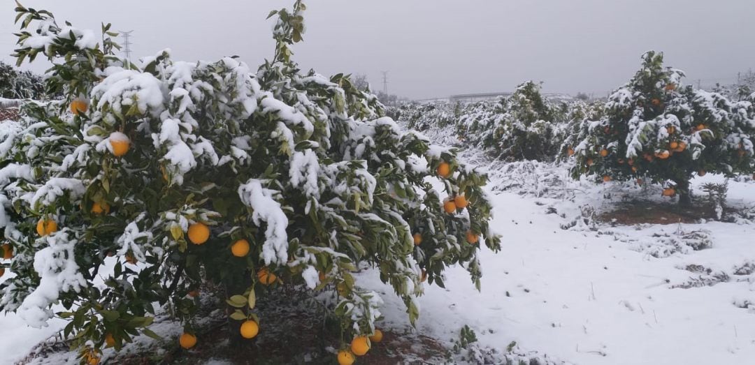 Cítricos nevados en Vallada