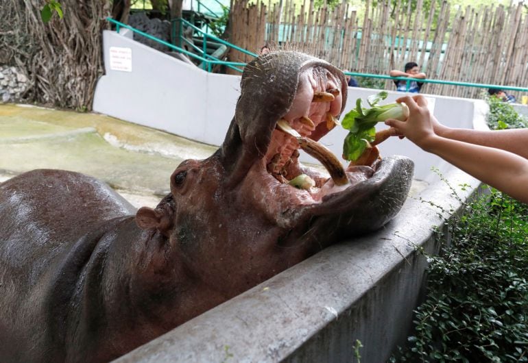  Imagen un hipopótamo del zoo de Bangkok (Tailandia).