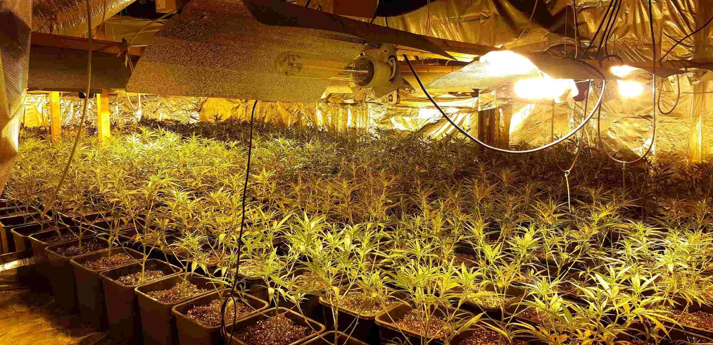 Una de las plantaciones de marihuana con enganche ilegal de electricidad