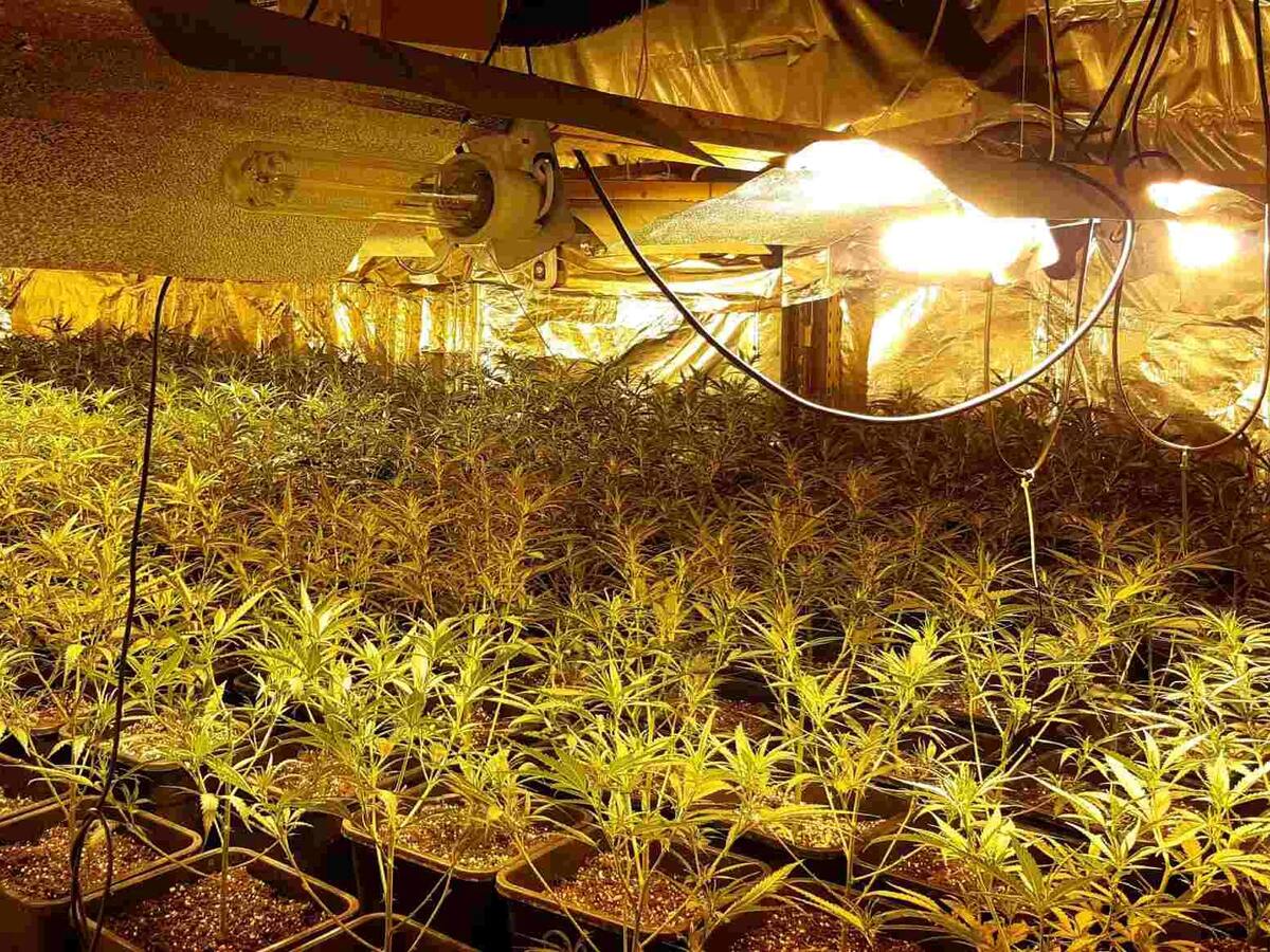 Las plantaciones de marihuana han supuesto en el último año el consumo ilegal en Málaga de tres millones de kilovatios a la hora