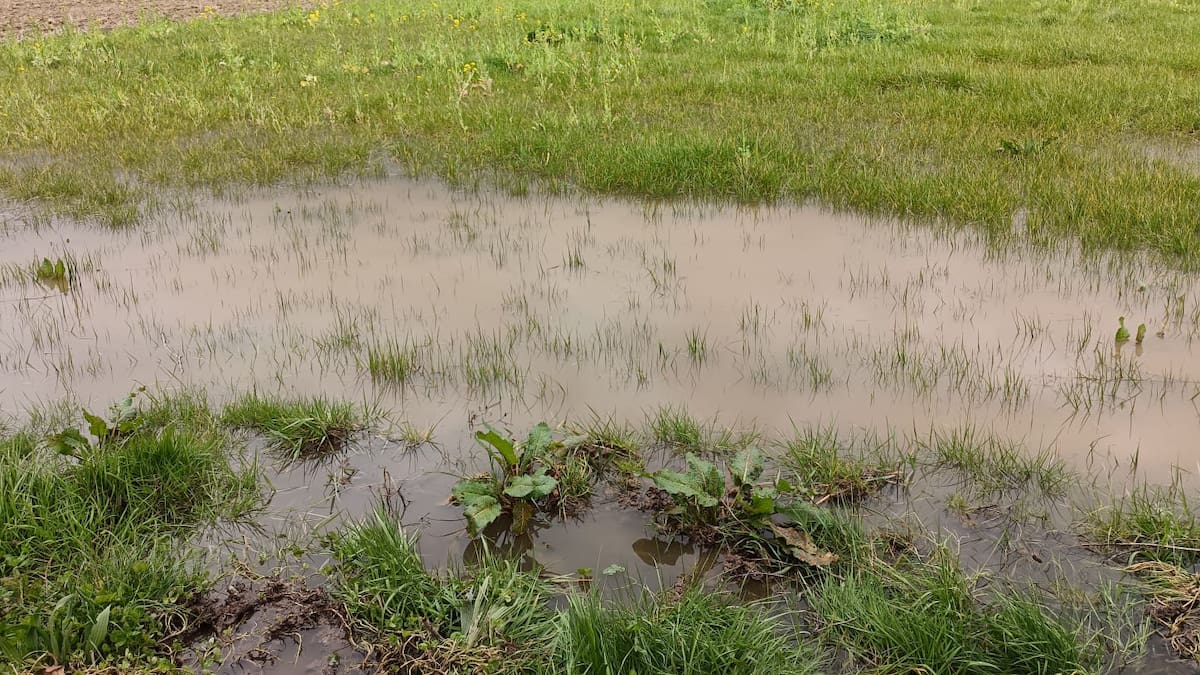 Preocupación nos agricultores da Limia polas abundantes chuvias