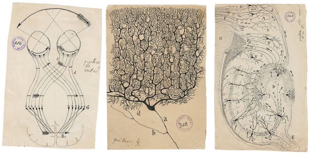 De izquierda a derecha: un diagrama que sugiere cómo podrían los ojos transmitir un cuadro unificado de la realidad al cerebro, una neurona de Purkinje del cerebelo humano y un diagrama que muestra el flujo de información a través del hipocampo.