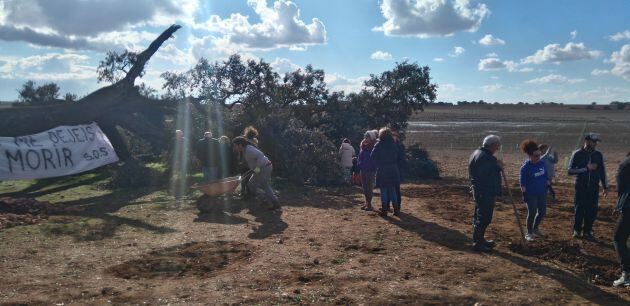 Los vecinos se movilizaron para salvar el árbol.