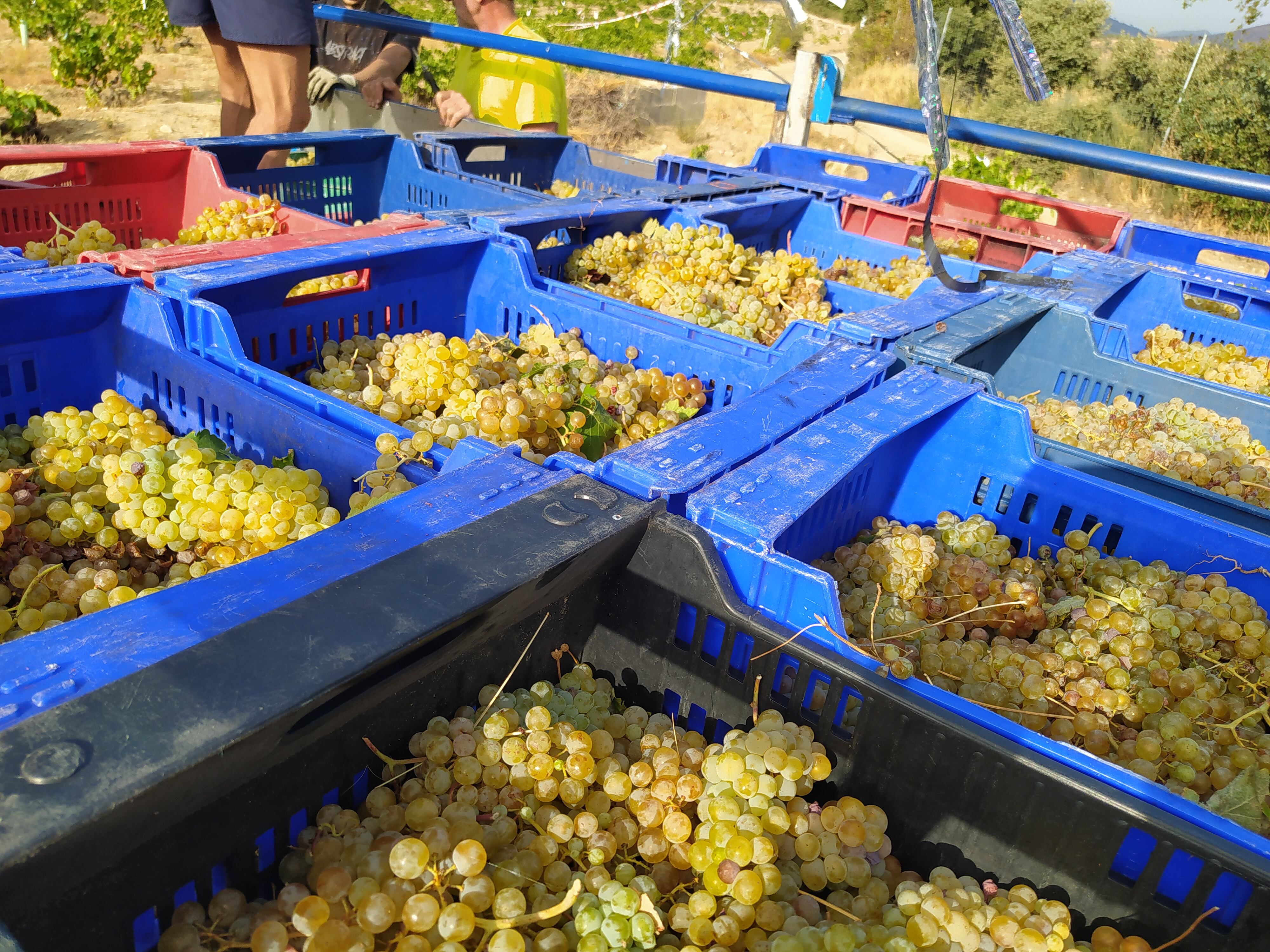 Vendimia Albillo Real DOP Cebreros (Ávila)
