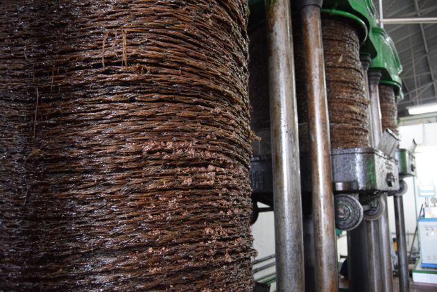 Por estos capachos ya corren los primeros litros de aceite de este año