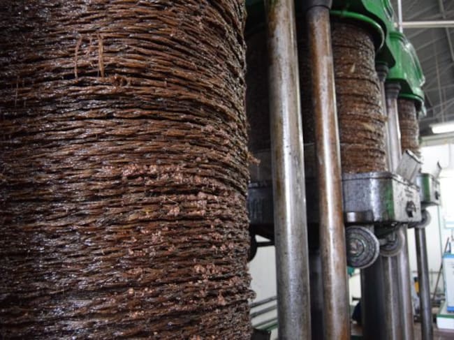 Por estos capachos ya corren los primeros litros de aceite de este año