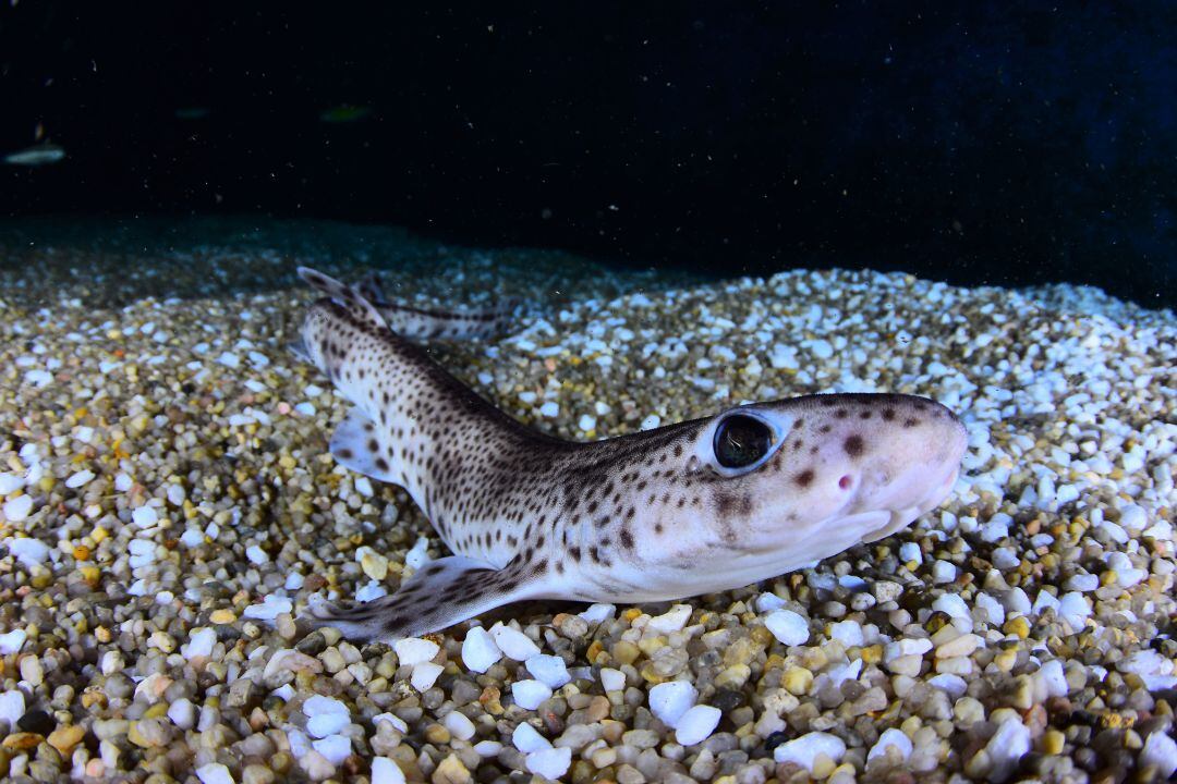 Tiburón pintarroja, uno de los que están estudiando en este proyecto de la UPV