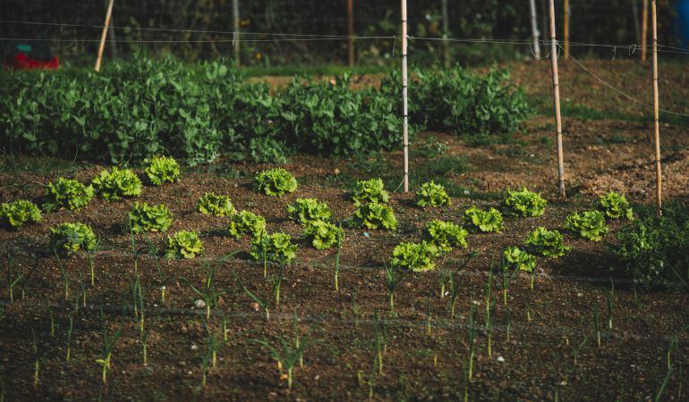 La agricultura ecológica sigue siendo escasa en Palencia a pesar de su potencial