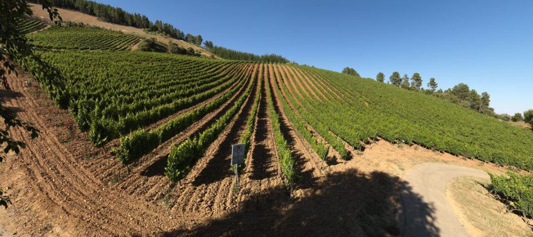 La Junta rectifica y pagará más por arrancar la uva en verde en el Bierzo