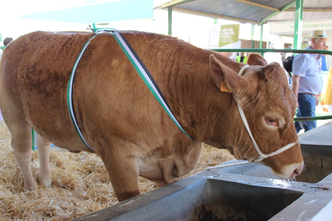 Animales subastados en la Feria de Zafra del año 2019