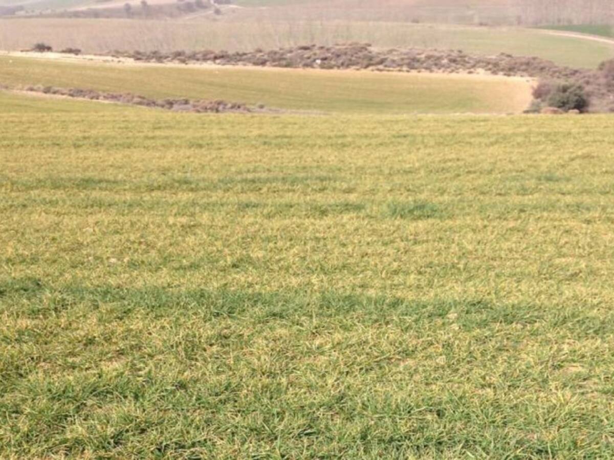 Las labores del campo siguen su marcha