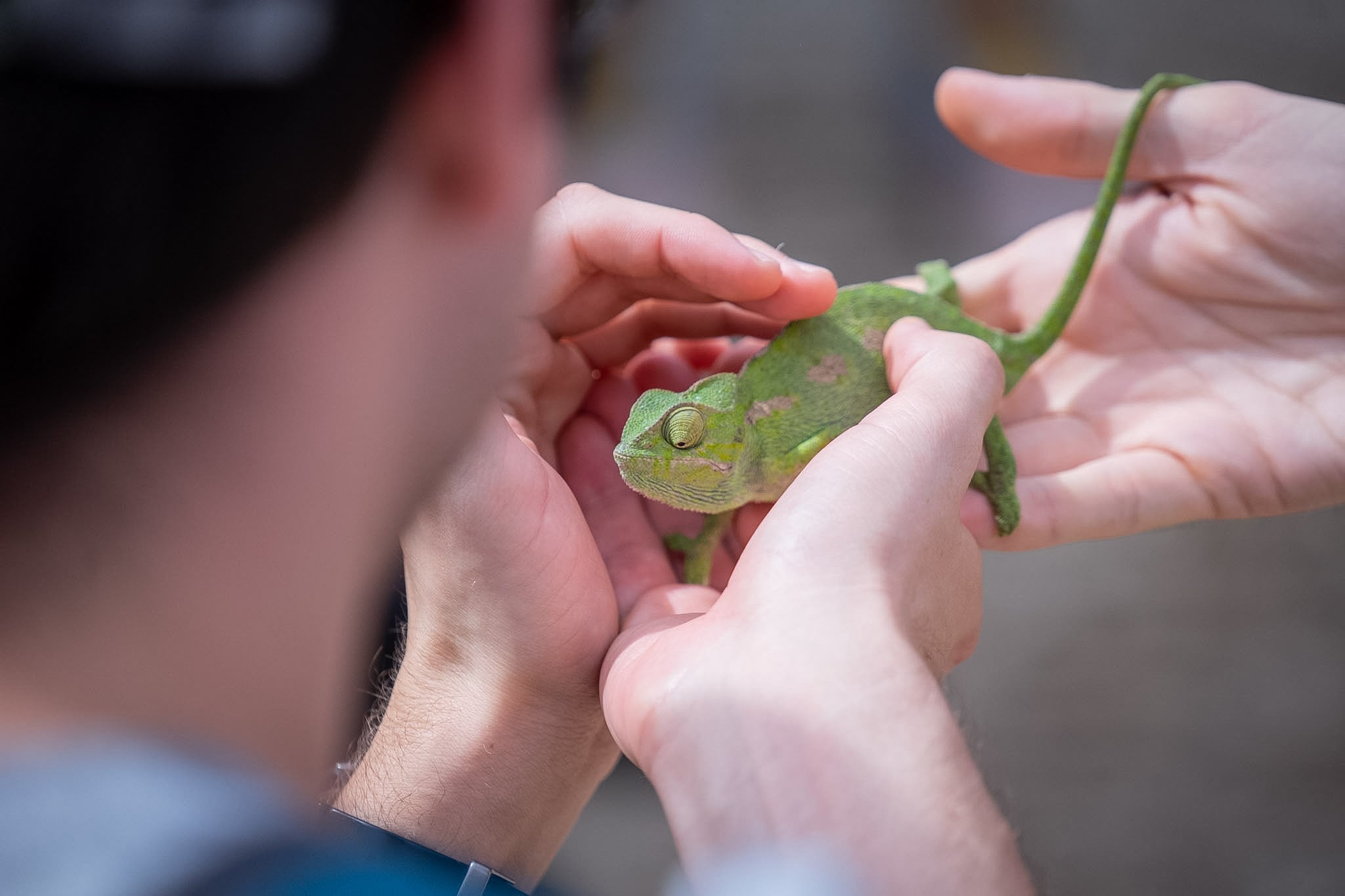 Suelta de camaleones