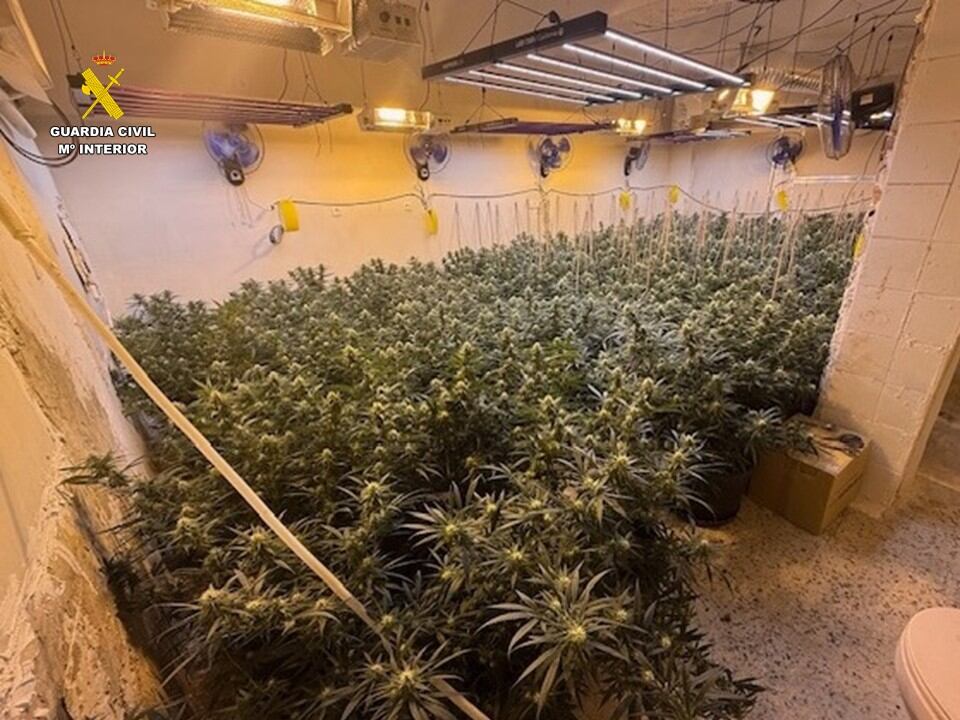 plantación marihuana