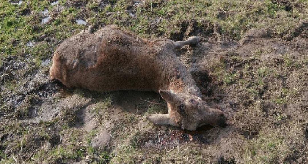 Ecologistas en Acción denuncia casos de furtivismo en el Parque Natural de la Montaña Palentina