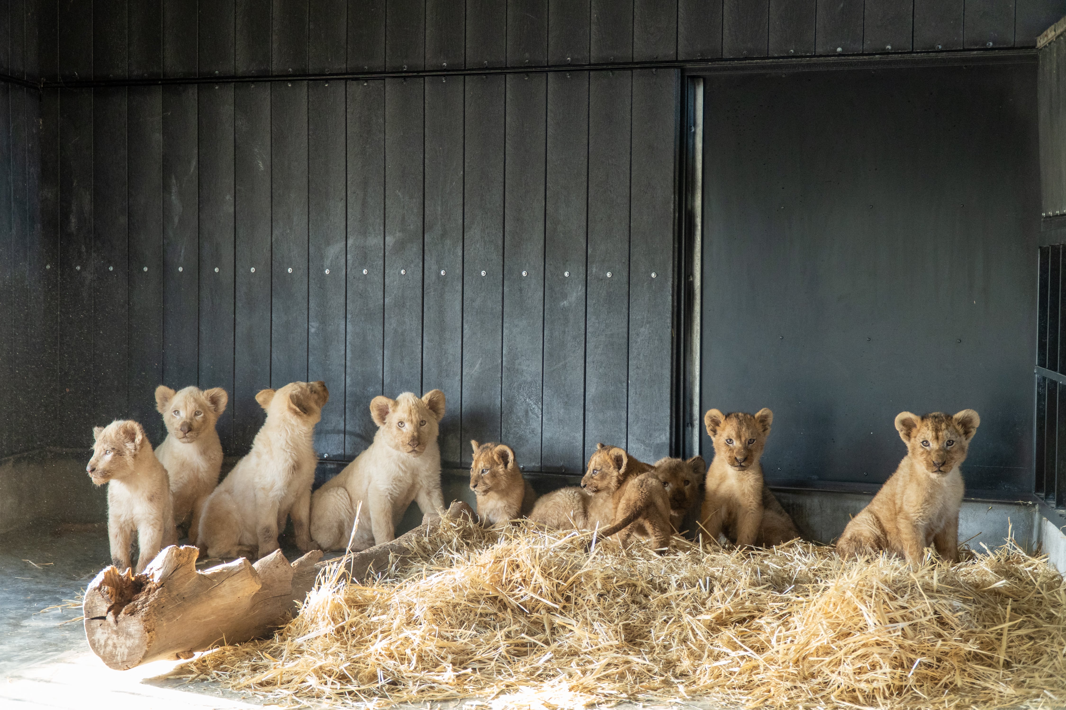 Leones rescatados por Primadomus