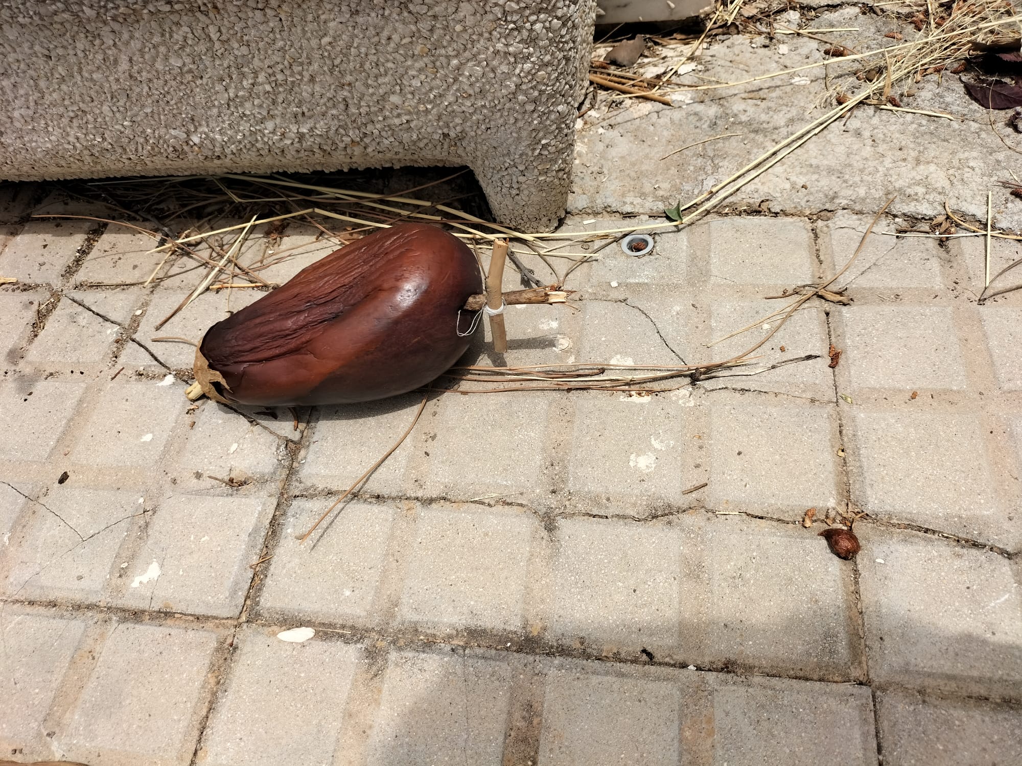 Una de las berenjenas con una cruz clavada encontrada en el cementerio de Gandia.