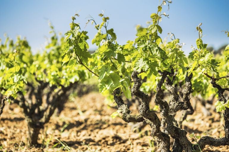Cepas en un viñedo