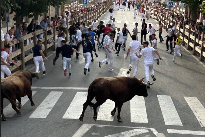 El toro de Ustarroz ha hecho amago de volverse en la curva de la farola en el penúltimo encierro de fiestas de Tafalla