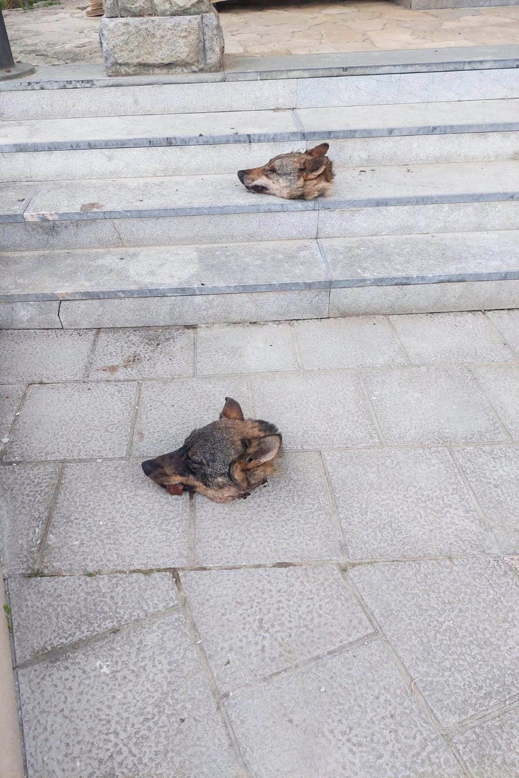 El Servicio de Protección de la Naturaleza de la Guardia Civil (Seprona) investiga el hallazgo de dos cabezas de lobo en las escaleras que dan acceso al Ayuntamiento de Ponga, en San Juan de Beleño, donde este viernes se ha celebrado la reunión del Consejo de Gobierno del Principado