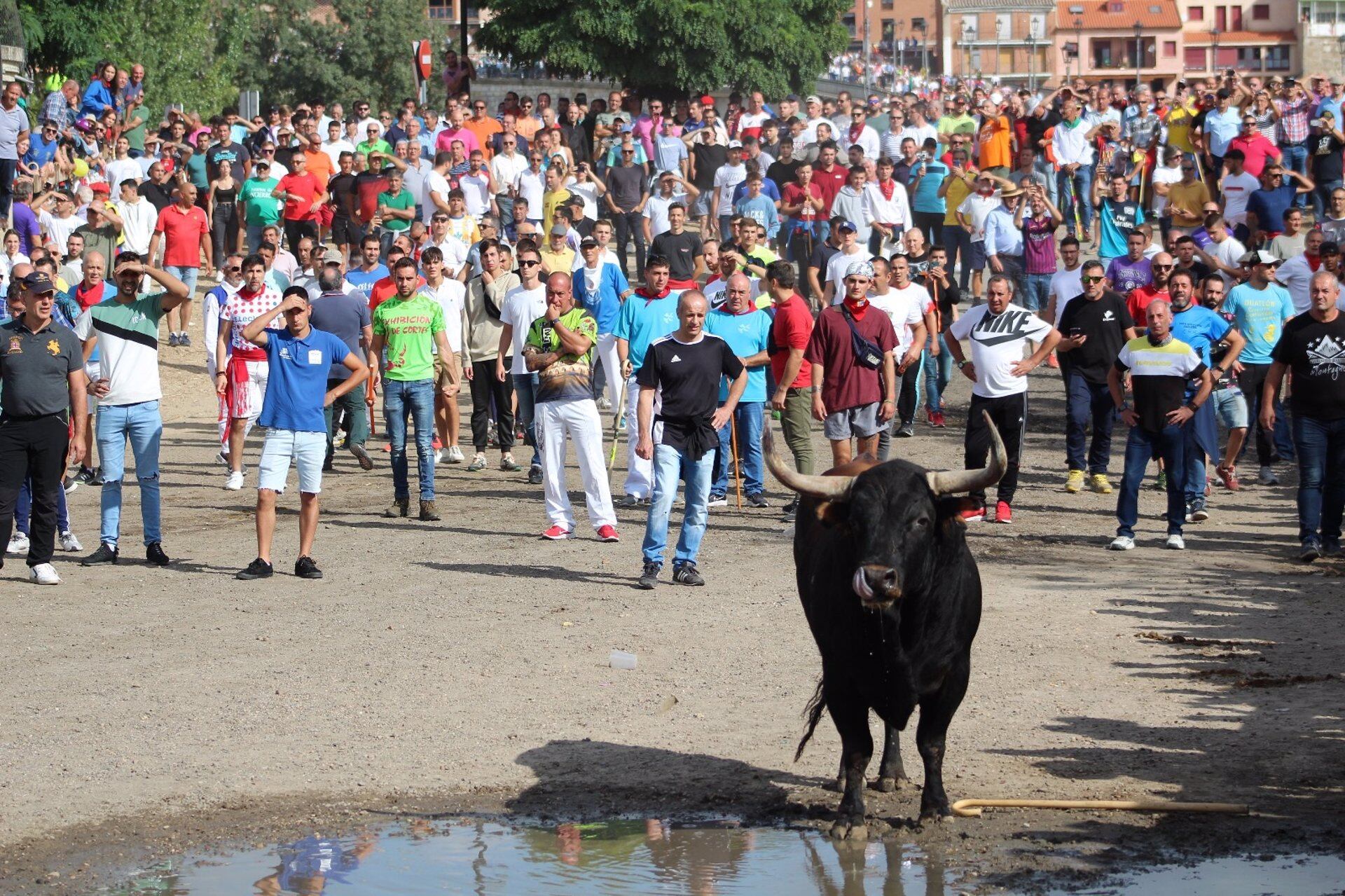 Imagen de Mirabajo, el Toro de la Vega 2023