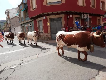 Los cabestros recogiendo a los toros a eso de las 14.45 horas