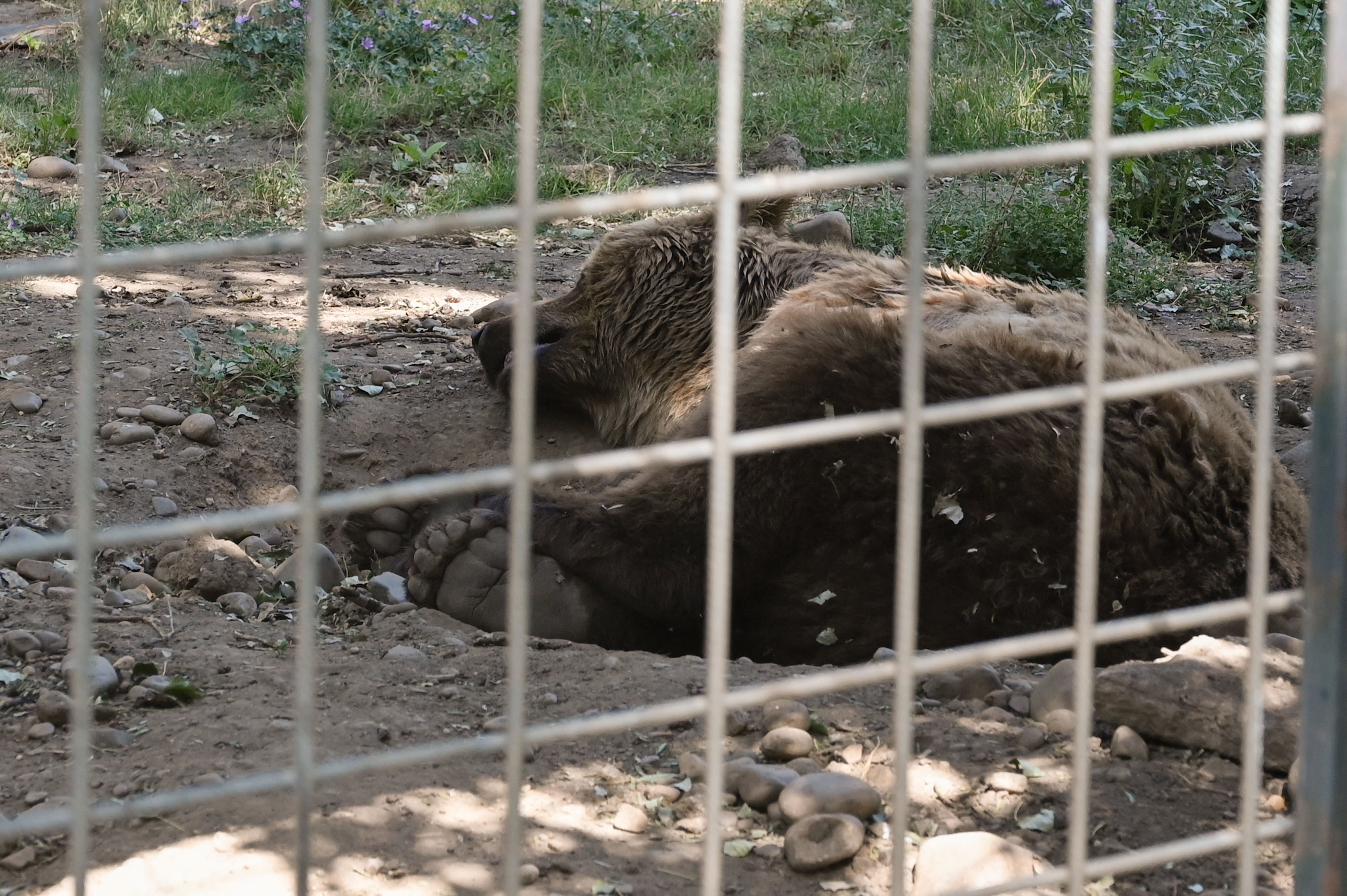 Los osos más famosos de León, Luna y Ponderoso, que permanecen en el Coto Escolar de la ciudad desde hace más de 30 años y que están considerados como los ejemplares de su especie más longevos en cautividad, serán trasladados al santuario alemán de Gnadenhof Für Bären, ubicado cerca de la ciudad Múnich, a más de 2.000 kilómetros de León. Una solución que ha llegado tras años de críticas de ecologistas y asociaciones animalistas sobre las condiciones de cautiverio en las que se encontraban los osos, en una jaula que desde hace tiempo no cumple con las leyes de bienestar animal.-EFE/J.Casares