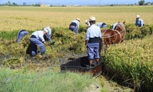 Agricultores ofrecen una demostración de siega del arroz tradicional