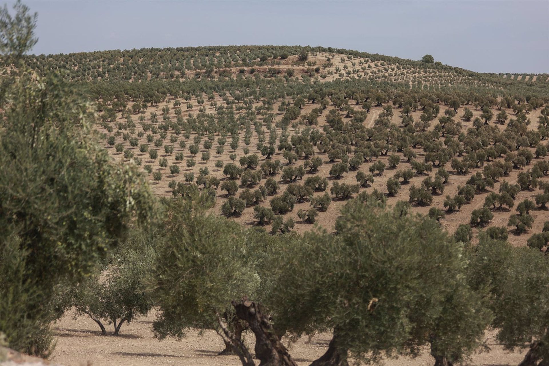 Olivar en Jaén