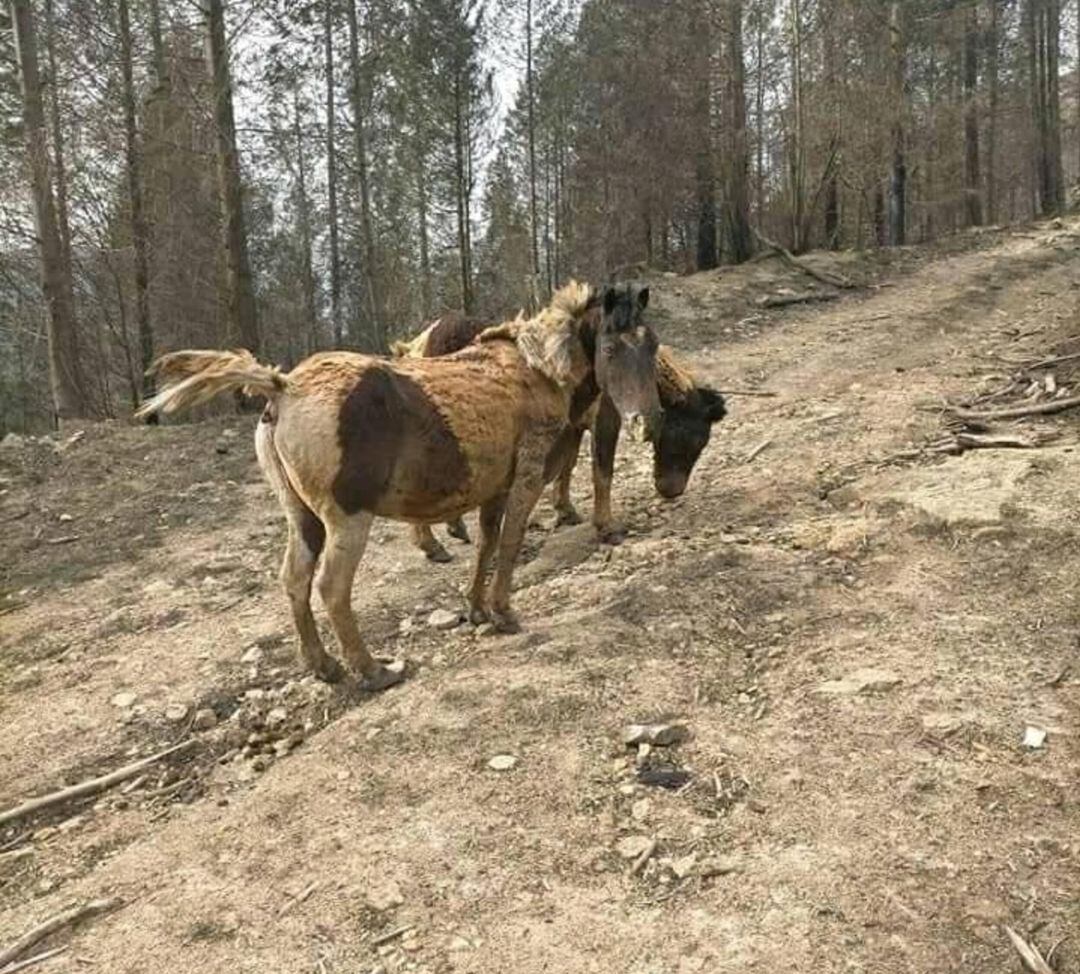 Animales heridos tras el incendio en el entorno natural de Aiako Harriak