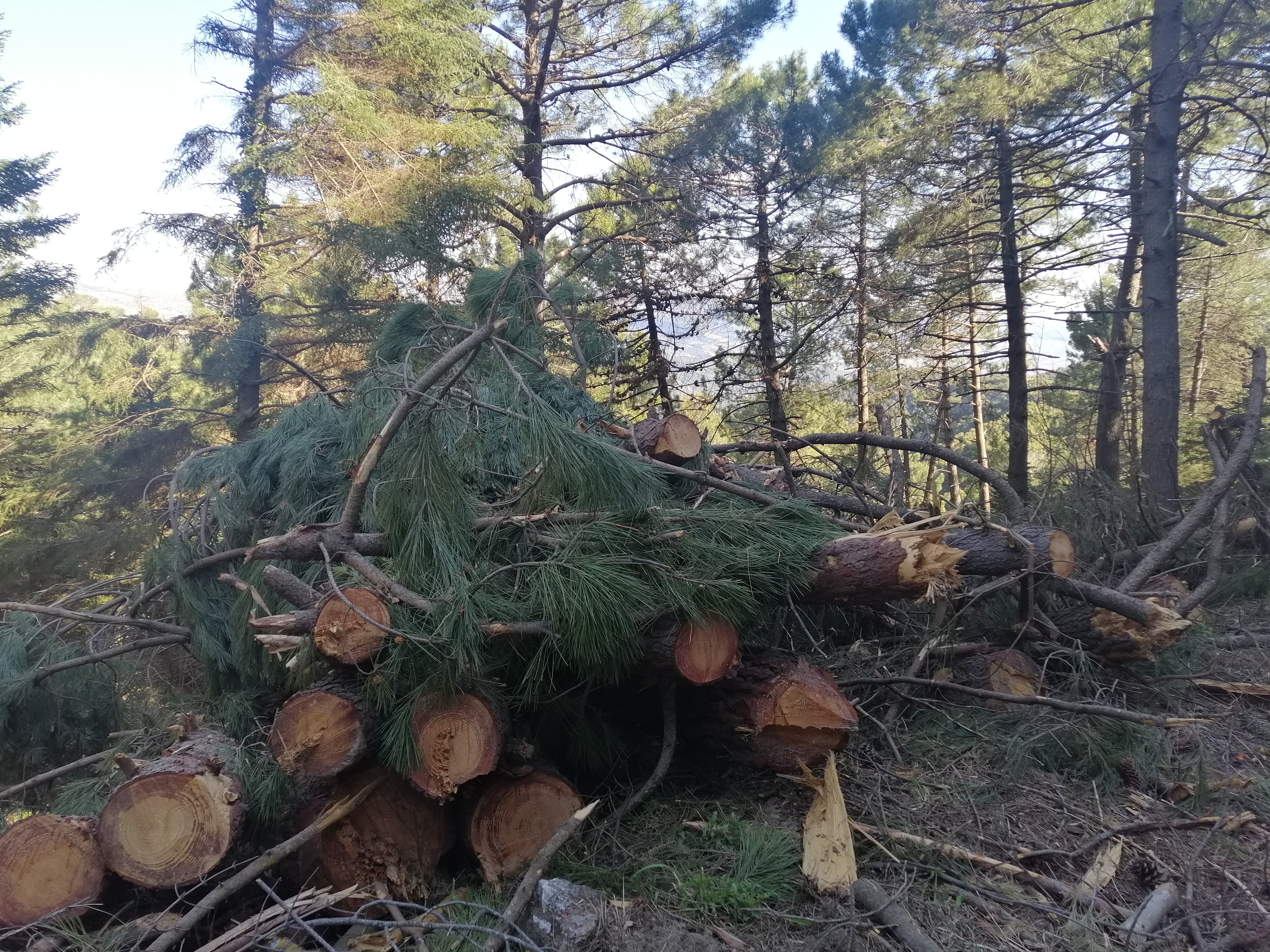 Extracción de madera