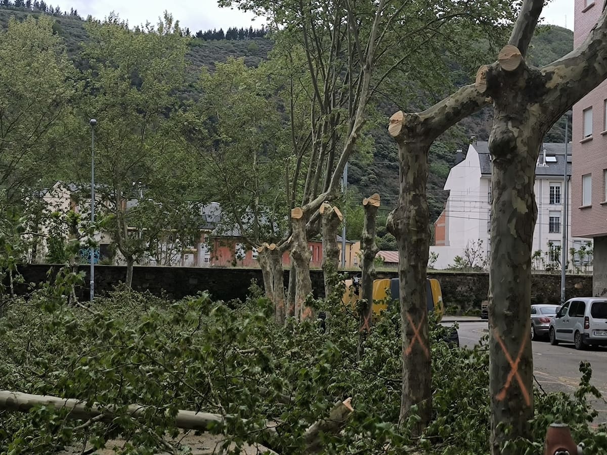 El PSOE denuncia el apeo de árboles en la zona próxima al río y exige a Morala la paralización