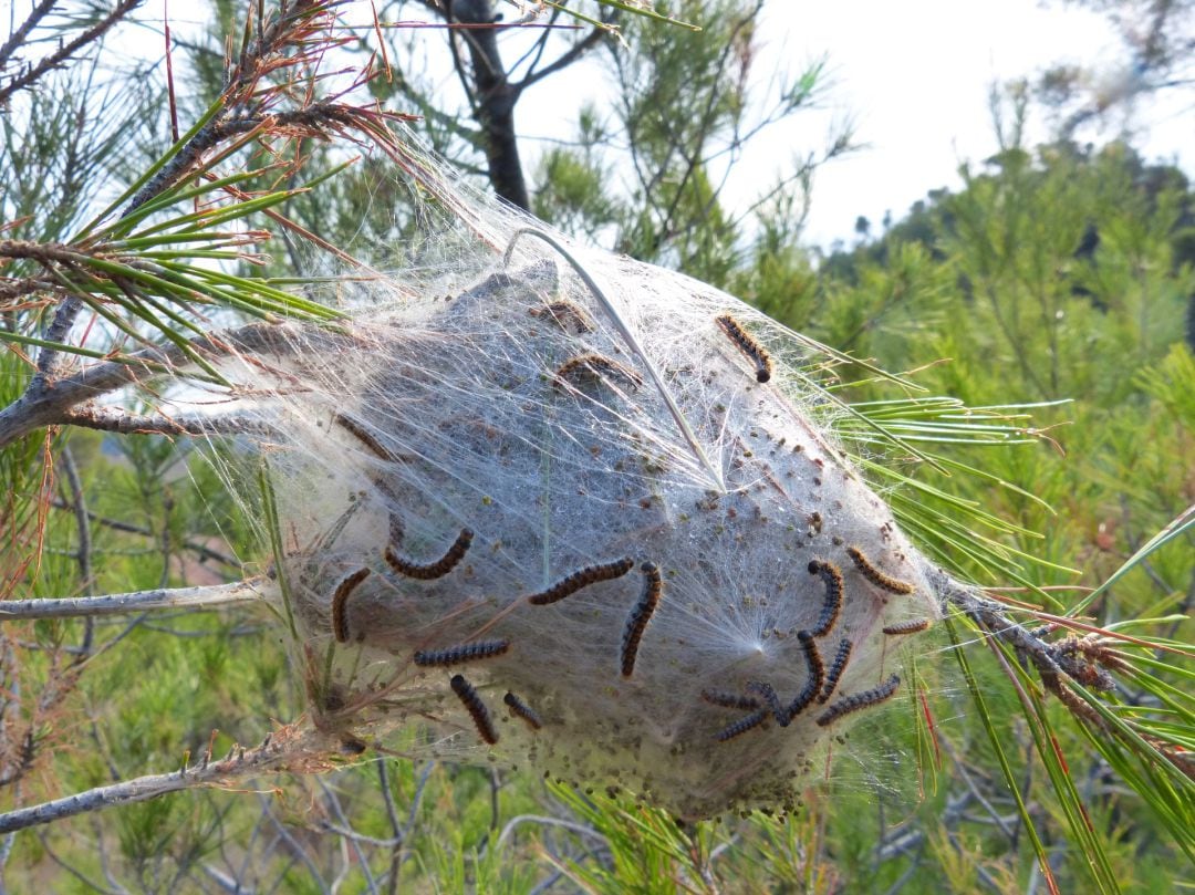 Los nidos sirven para que las orugas se resguarden del frío invierno