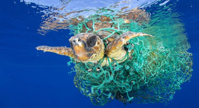 Imagen ganadora del &#039;World Press Photo&#039; en la catagoría de Naturaleza.