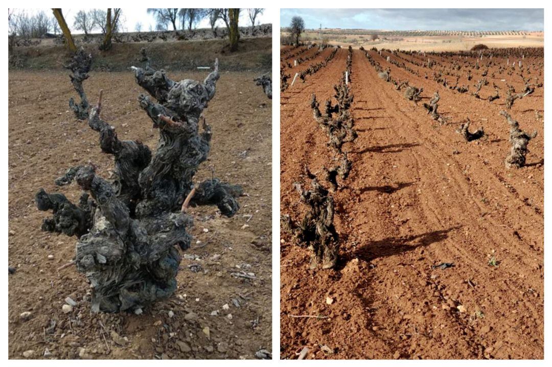 Viñedos centenarios en Fuente de Pedro Naharro