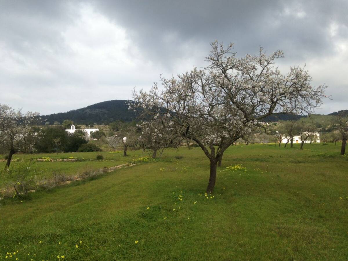 El futuro de los almendros en Ibiza