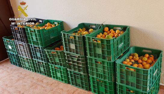 El desarrollo de esta investigación ha permitido recuperar una tonelada y media de fruta –uva, mandarinas y naranjas–.