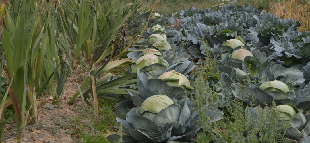 Madrid Rural distribuirá productos hortofrutícolas autóctonos de la región