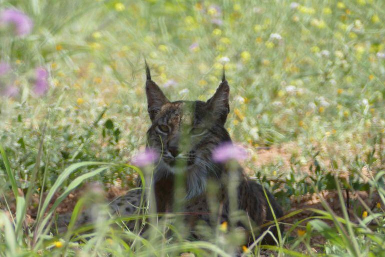 Imatge del lix ibèric detectat a l'àrea metropolitana de Barcelona i finalment capturat pels Agents Rurals