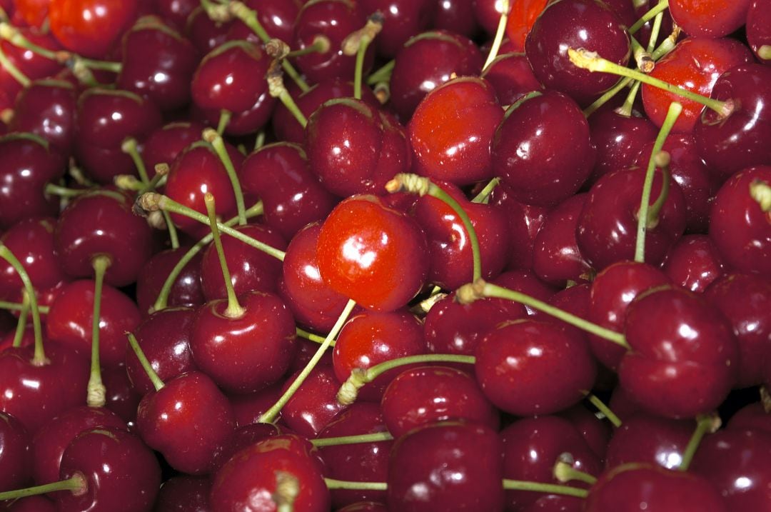 Cerezas de la variedad Navalinda del Valle del Jerte