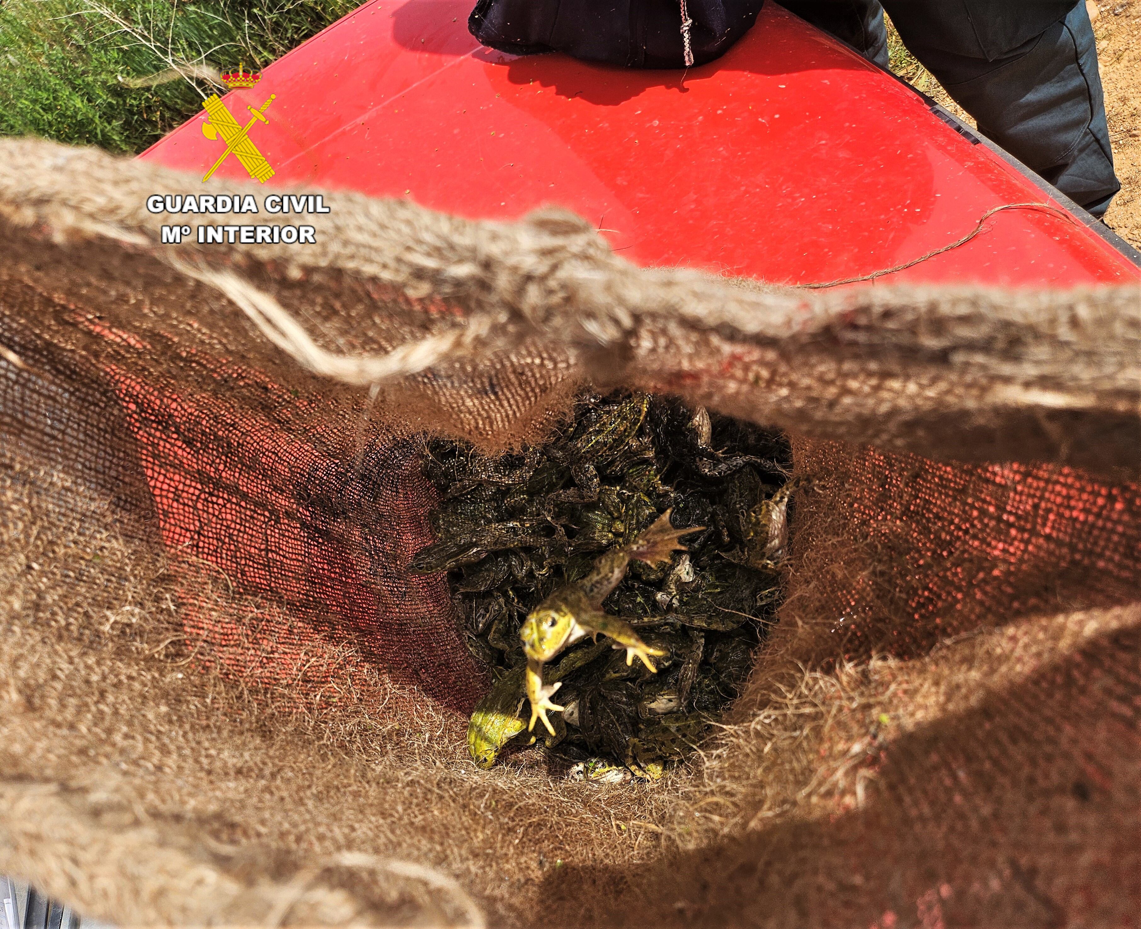 Ranas decomisadas en la operación llevada a cabo en Bustillo del Páramo