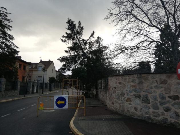 Calle parcialmente cortada en Palazuelos por la caída de un árbol