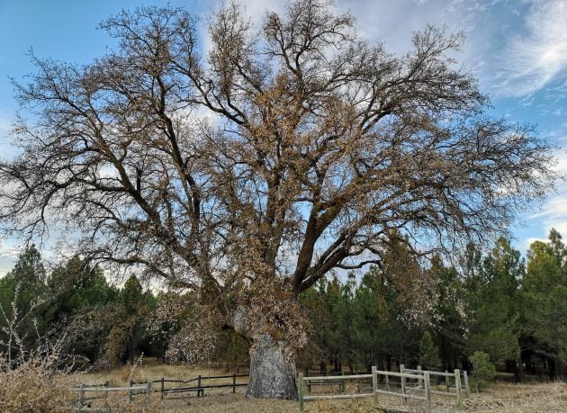 El Dios de Pajares es uno de los arboles singulares de Castilla-La Mancha.