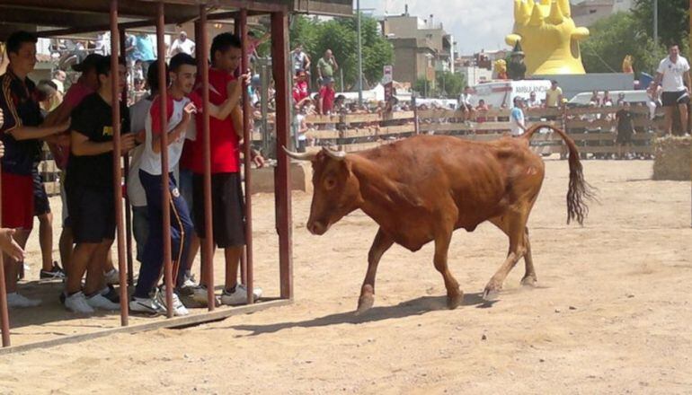 Imatge d&#039;arxiu dels correbous que se celebren a El Morell.