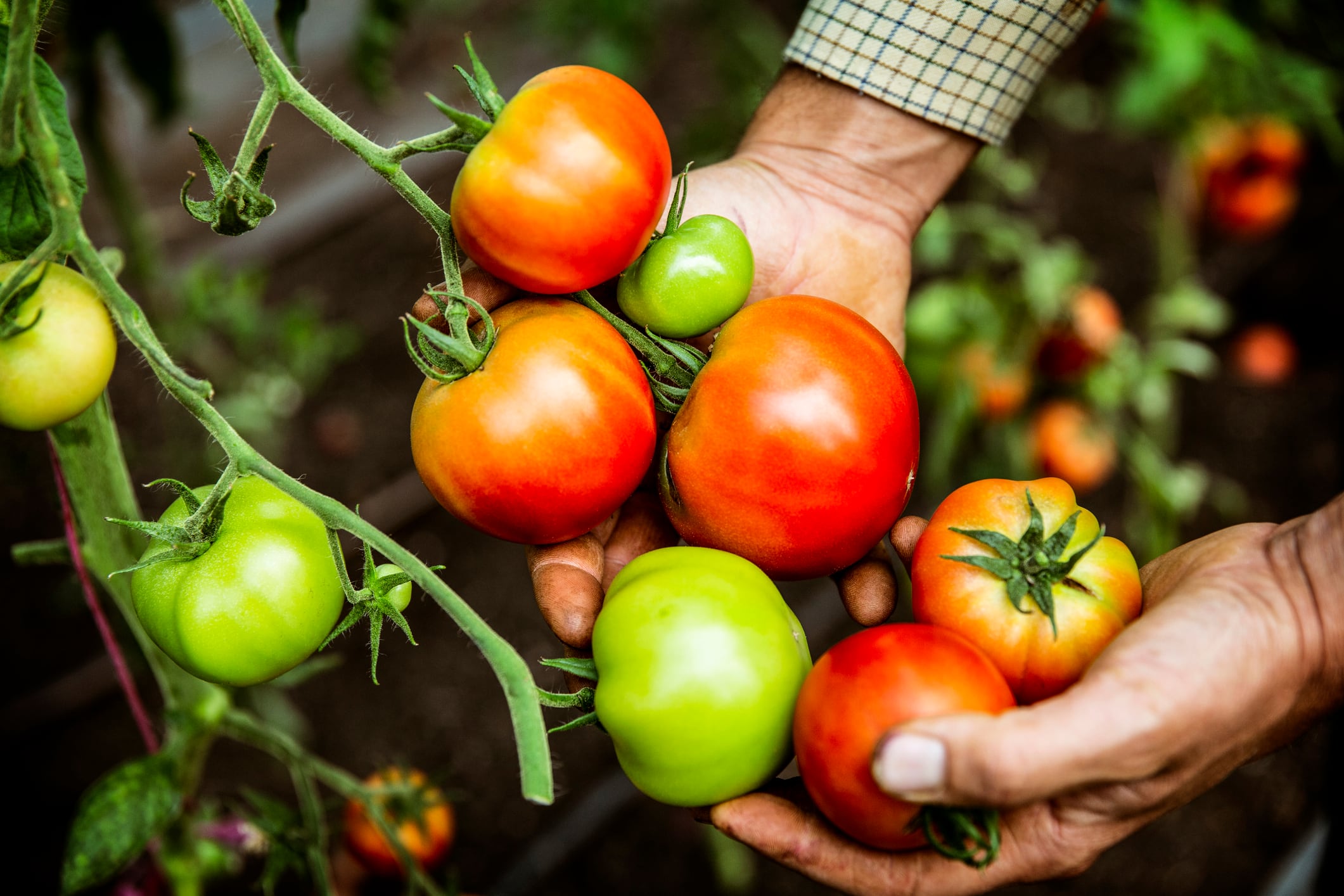 Cultivo de tomates