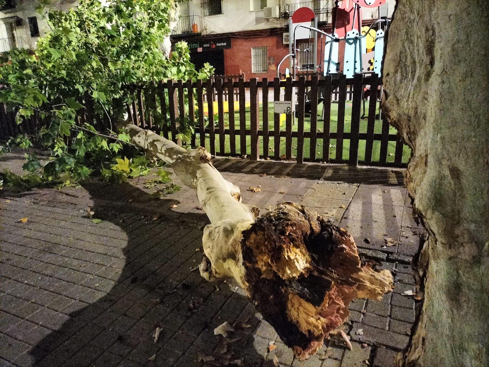 Imagen de la gran rama de platanero caída esta madrugada sobre un parque de juegos infantiles en la barriada del Tardón