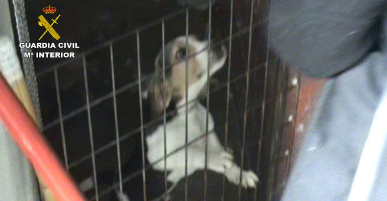 Operación de la Guardia Civil contra una perrera en apracuellos